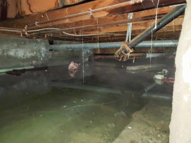 Best Carpet water damage restoration  in Cementon, PA